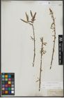 Foto von Salix viminalis L.